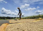 Petani membersihkan gabah kering hasil panennya. (dok. istimewa)
