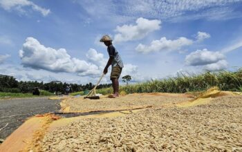 Petani membersihkan gabah kering hasil panennya. (dok. istimewa)
