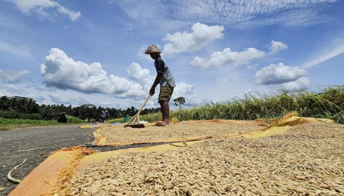 Harga Gabah Dijaga Rp6.500/kg, Pemerintah Perkuat Cadangan Beras