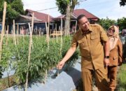 Manfaatkan Lahan Tidur Jadi Produktif, Sawirman Tanam Cabe