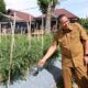 Wako Yota Balad melihat lahan kosong yang disulap jadi ladang cabe. (dok. istimewa)