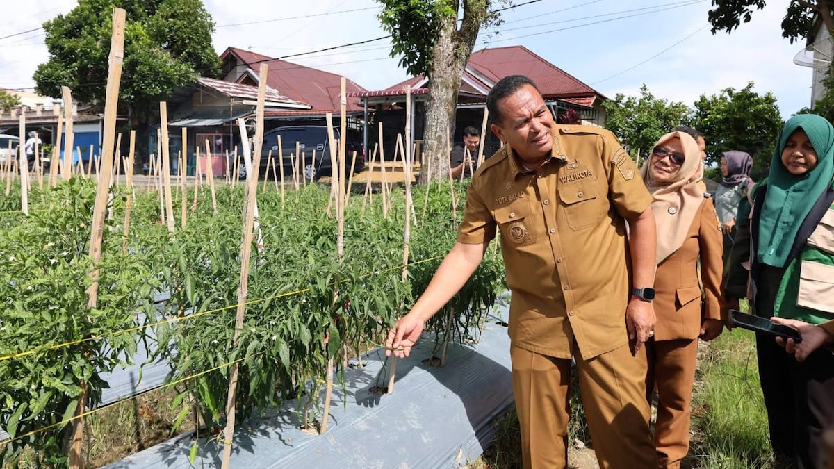 Wako Yota Balad melihat lahan kosong yang disulap jadi ladang cabe. (dok. istimewa)