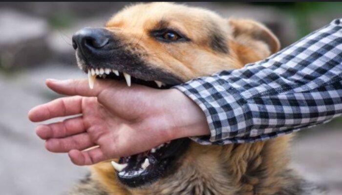 Mediasi Kasus Bocah Digigit Anjing di Nias Utara Gagal, Polisi Jadwalkan Pemanggilan Ulang Terlapor