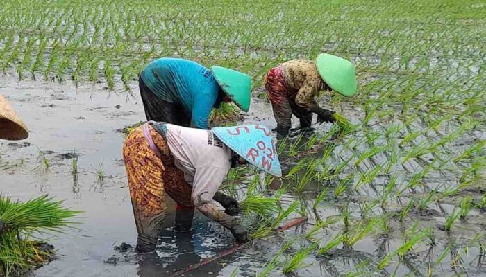 Kementan Gelar Tanam Serentak 50.000 Hektare, Targetkan Swasembada Pangan