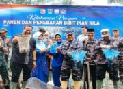 Dukung Ketahanan Pangan, Kodaeral II Padang Panen 1,5 Ton Ikan Nila di Pariaman