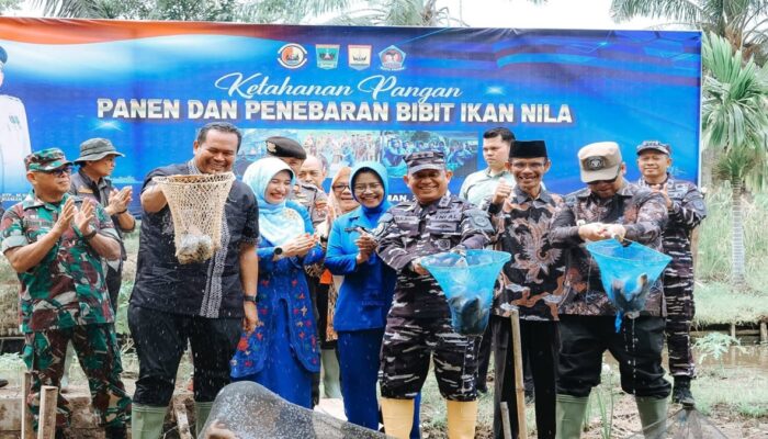 Dukung Ketahanan Pangan, Kodaeral II Padang Panen 1,5 Ton Ikan Nila di Pariaman