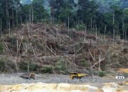 Deforestasi Sumbar 2025 Ditekan di Bawah Rata-Rata, Kadis Kehutanan: Bukti Keberhasilan Kebijakan