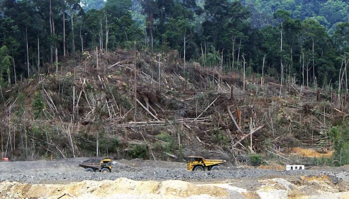 Deforestasi Sumbar 2025 Ditekan di Bawah Rata-Rata, Kadis Kehutanan: Bukti Keberhasilan Kebijakan