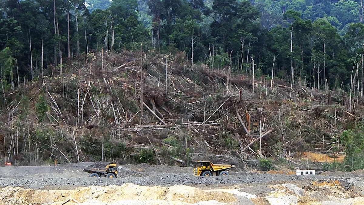 Deforestasi yang terjadi di Borneo. (dok. National Geographic)