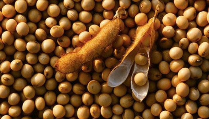 Importir Sepakat Jaga Harga Kedelai Rp11.500 per Kilogram untuk Pengrajin Tahu Tempe