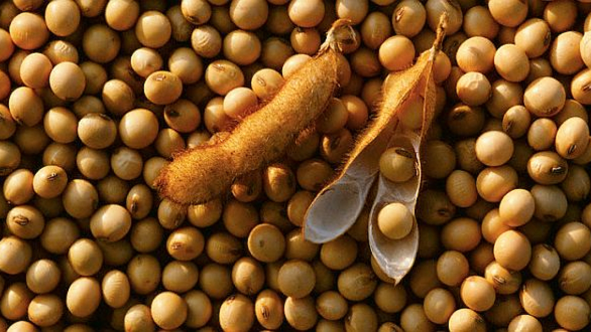 ilustrasi kedelai. (dok. istimewa)