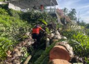 Hujan dan Angin Kencang Sebabkan Pohon Tumbang di Dua Titik Kota Padang