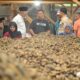 Gubernur Mahyeldi cek sentra pengolah pinang di Akabiluru, Kabupaten Limapuluh Kota. (dok. adpsb)
