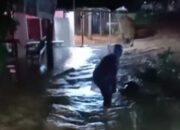 Banjir Rendam Kawasan Guo Kuranji, Warga Evakuasi Mandiri