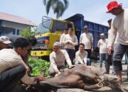 PLN UID Sumbar potong hewan kurban. (dok. istimewa)
