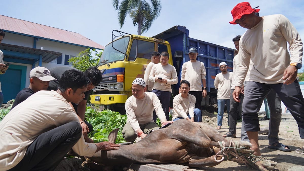 PLN UID Sumbar potong hewan kurban. (dok. istimewa)
