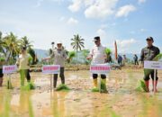Penanaman serentak 50 ribu hektare sawah di Limapuluh Kota. (dok. istimewa)