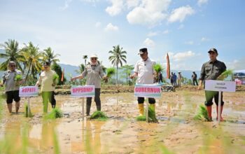 Penanaman serentak 50 ribu hektare sawah di Limapuluh Kota. (dok. istimewa)