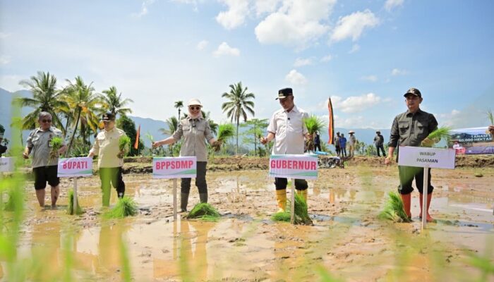 Pemerintah Percepat Pemulihan Lahan Terdampak Bencana Melalui Gerakan Tanam Serempak 50 Ribu Hektare