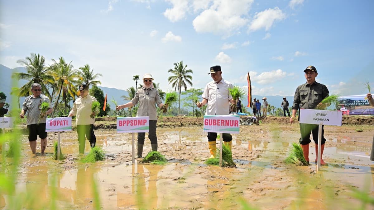 Penanaman serentak 50 ribu hektare sawah di Limapuluh Kota. (dok. istimewa)
