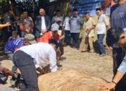 Presiden Prabowo Salurkan Sapi Kurban 840 Kg, Wako Gunungsitoli Sowa’a: Lancar dan Penuh Kebersamaan
