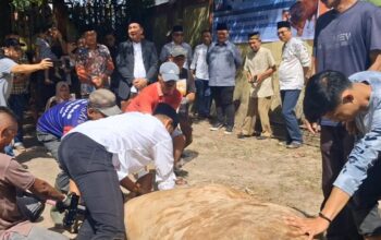 Wali Kota Gunungsitoli, Sowa'a Laoli didampingi Camat Berkat Sepakat Hulu dan para OPD serta para panitia kurban saat proses penyembelihan hewan kurban iduladha 2026 di halaman masjid raya Al-Furqon, Rabu (25/5/2026). (radarsumbar.com/putra)