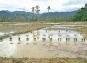 Rehabilitasi lahan rusak sedang pascabencana dipastikan tuntas. (dok. istimewa)