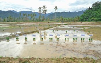 Rehabilitasi lahan rusak sedang pascabencana dipastikan tuntas. (dok. istimewa)