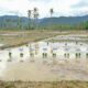 Rehabilitasi lahan rusak sedang pascabencana dipastikan tuntas. (dok. istimewa)