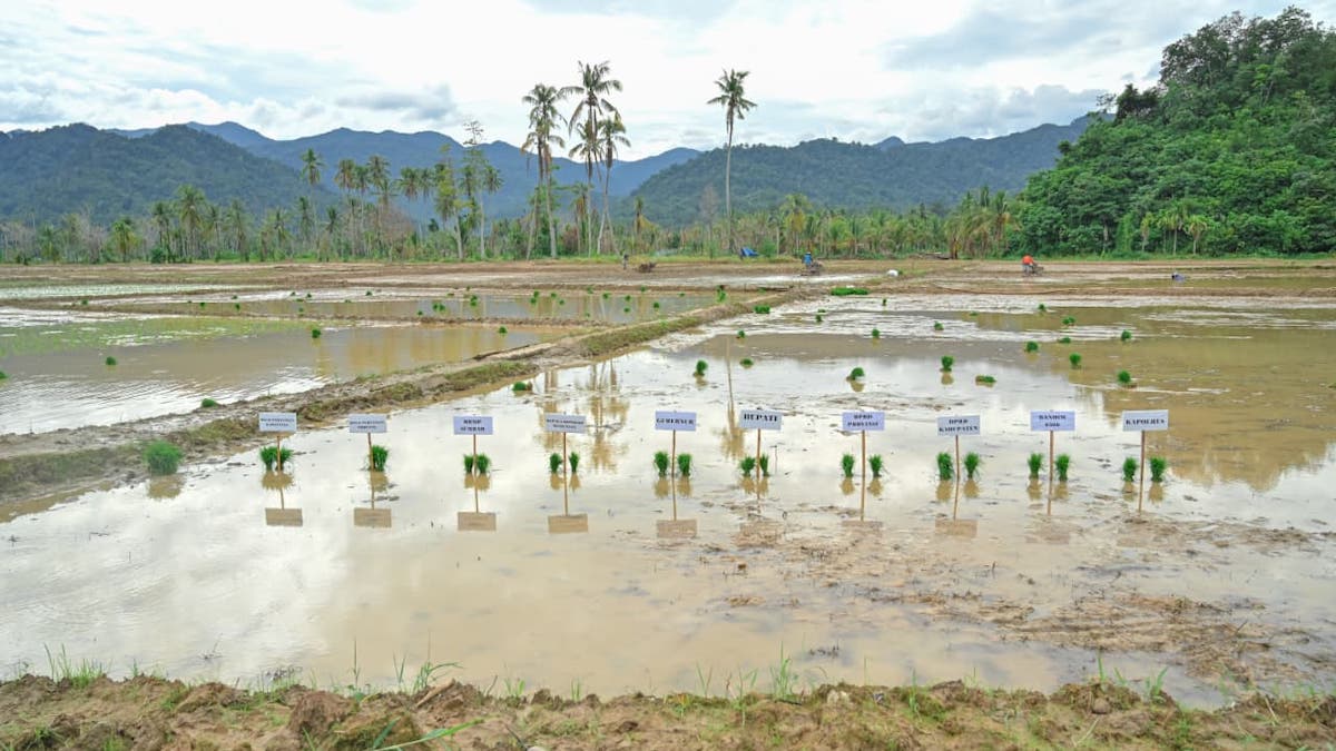 Rehabilitasi lahan rusak sedang pascabencana dipastikan tuntas. (dok. istimewa)