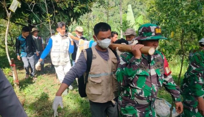 BKSDA Sumbar Evakuasi Seekor Harimau yang Masuk Kandang Jebak di Agam