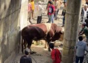 Sapi Lambo Wagub Sumbar bikin heboh masyarakat Pasaman. (dok. istimewa)