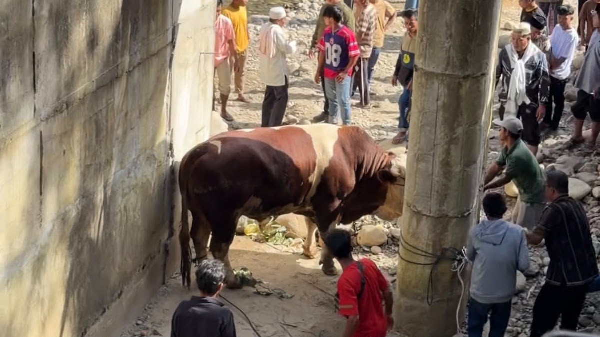 Sapi Lambo Wagub Sumbar bikin heboh masyarakat Pasaman. (dok. istimewa)