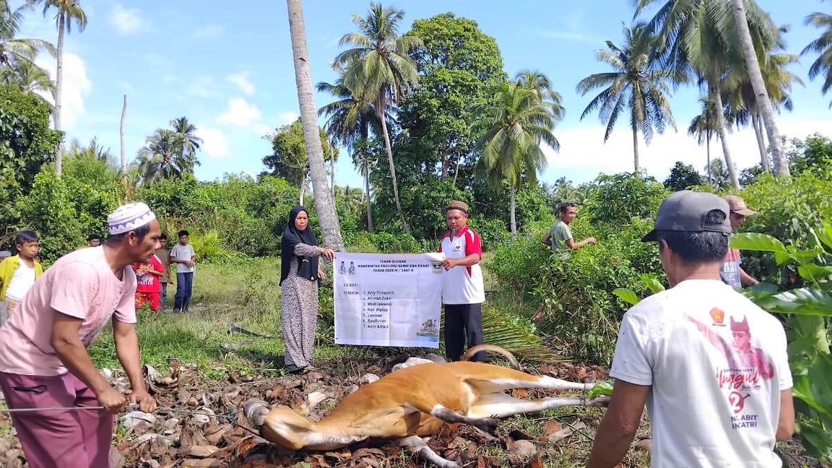 Penyembelihan program tebar hewan kurban Pemprov Sumbar di Mentawai. (dok. adpsb)