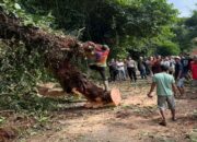 Akses Jalan Sempat Lumpuh, Pohon Tumbang di Talamau Berhasil Dievakuasi Polisi Bersama Warga