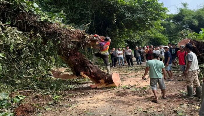 Akses Jalan Sempat Lumpuh, Pohon Tumbang di Talamau Berhasil Dievakuasi Polisi Bersama Warga