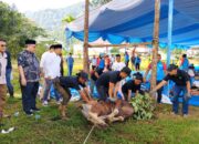 Bank Nagari Berkurban 2026, Himpun 55 Sapi dan 5 Kambing untuk Masyarakat