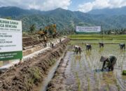 ilustrasi pemulihan sawah pascabencana. (dibuat dengan ChatGPT)