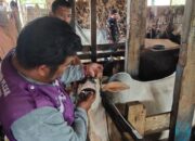 Pemko Padang Cek Hewan Ternak Jelang ldul Adha 1447 H