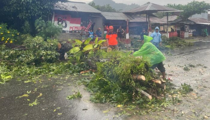 Pohon Tumbang Timpa Warung di Lubuk Minturun, Tidak Ada Korban Jiwa