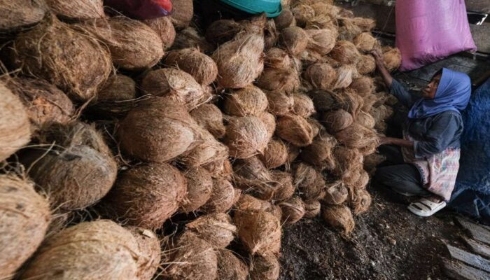Pasok 80 Persen Kebutuhan Malaysia, Indonesia Bidik Nilai Tambah Industri Kelapa