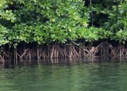 Menteri LH: Rehabilitasi Mangrove Berpotensi jadi Penggerak Ekonomi Hijau