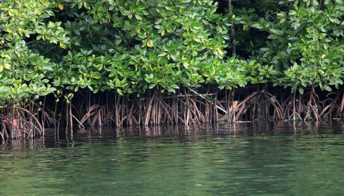 Menteri LH: Rehabilitasi Mangrove Berpotensi jadi Penggerak Ekonomi Hijau