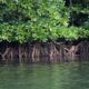 Menteri LH: Rehabilitasi Mangrove Berpotensi jadi Penggerak Ekonomi Hijau
