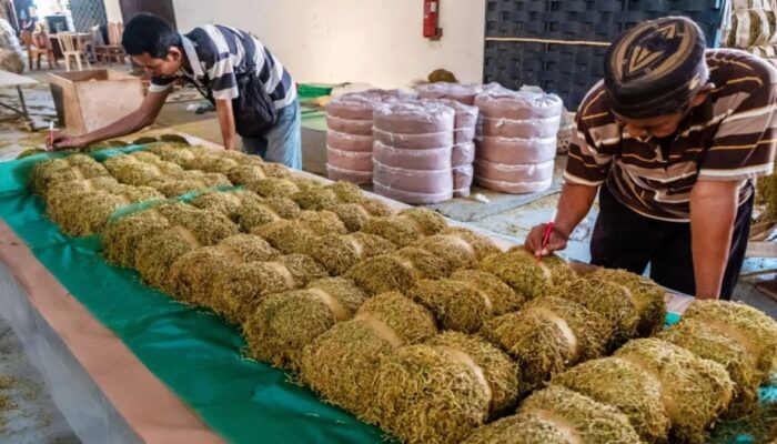 Kementan Dorong Regulasi Tembakau Diselaraskan, Petani dan Industri Harus Sama-Sama Tumbuh