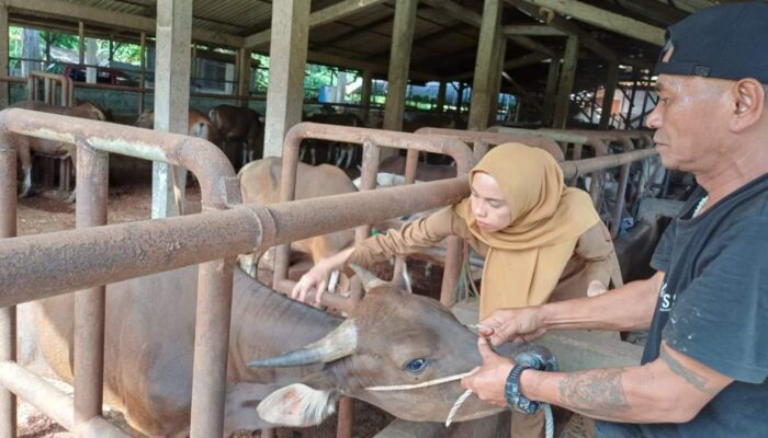 Pemko Padang Gencarkan Vaksinasi PMK Gratis, Siapkan 700 Dosis untuk Lindungi Ternak
