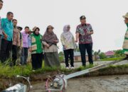 Tanam perdana padi pakai teknologi di Padang Pariaman. (dok. istimewa)