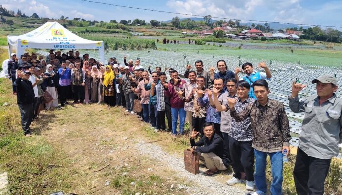 Dari Listrik untuk Kehidupan, PLN Dukung Petani Bawang Alahan Panjang Makin Produktif