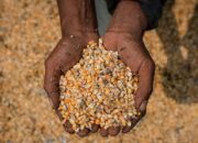 Kementan Kawal SPHP Jagung, 127 Ribu Ton Sudah Disalurkan ke Peternak