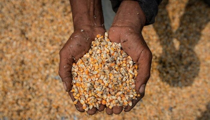Kementan Kawal SPHP Jagung, 127 Ribu Ton Sudah Disalurkan ke Peternak